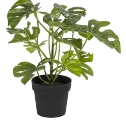 Monstera små blader
