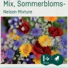 Odle 'Nelson Mixture' sommerblomster frø