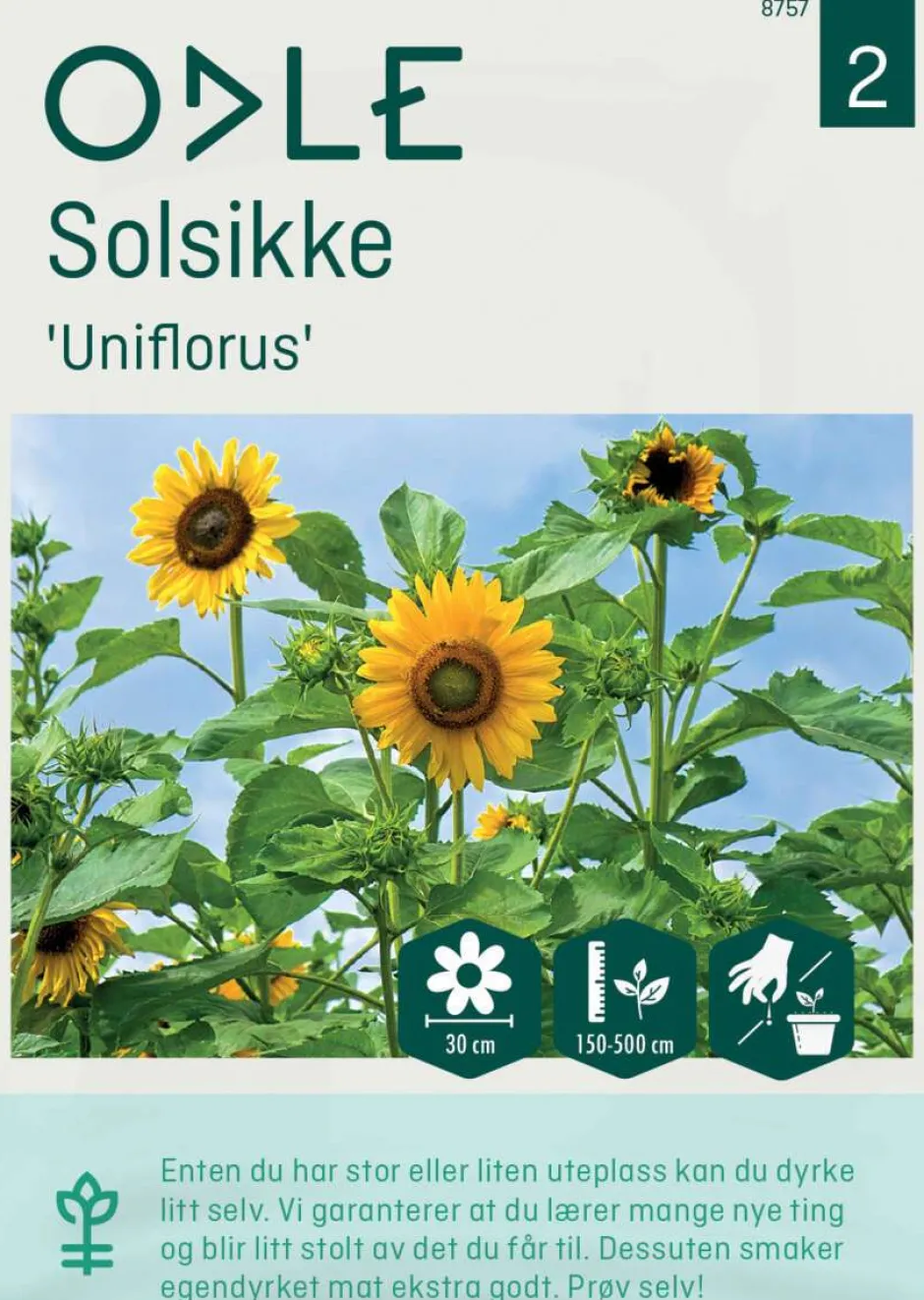Odle 'Uniflorus' solsikke frø
